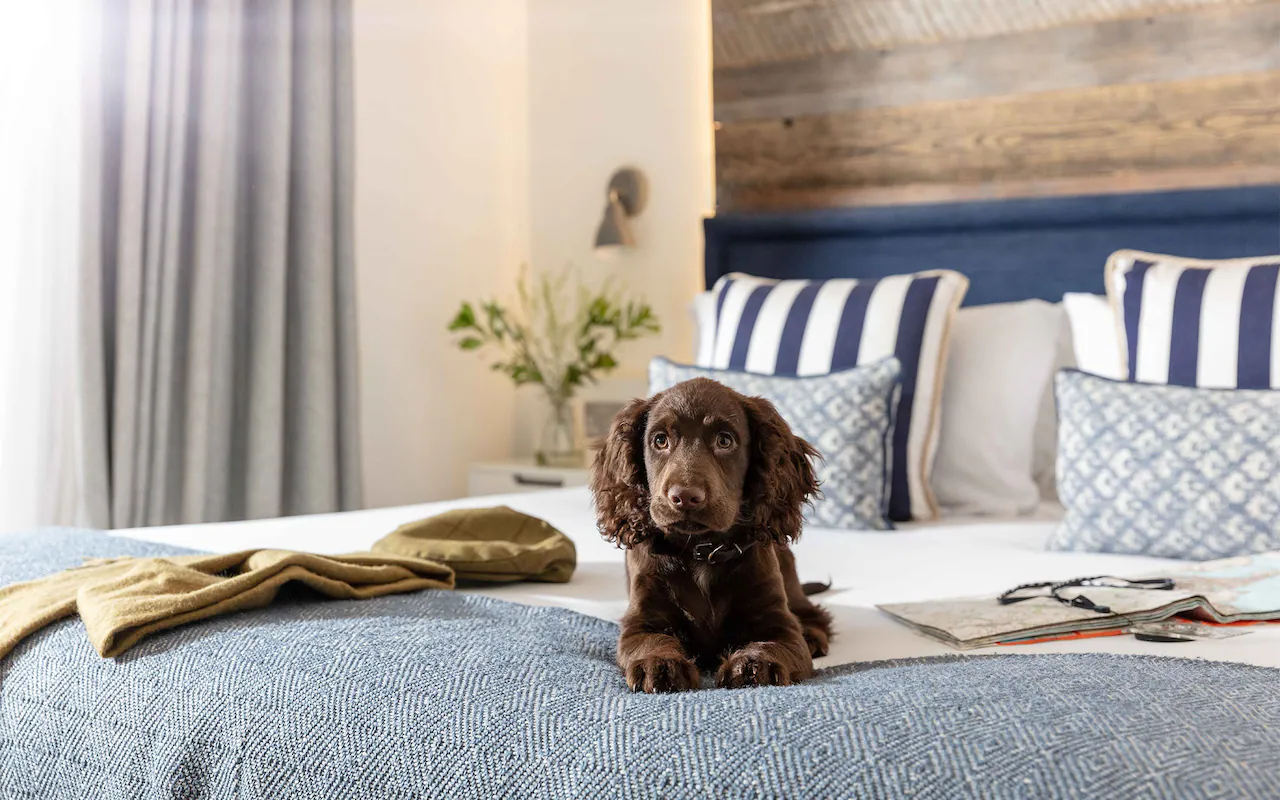 The best dog friendly hotels in the UK